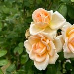 Рози у ботанічому саду Кривого Рогу Фото: Суспільне Дніпро