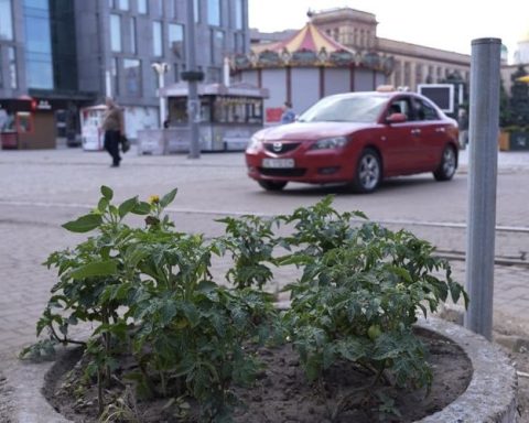 Помідори у центрі Дніпра