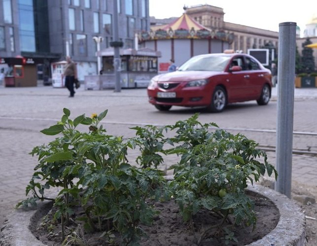 Помідори у центрі Дніпра