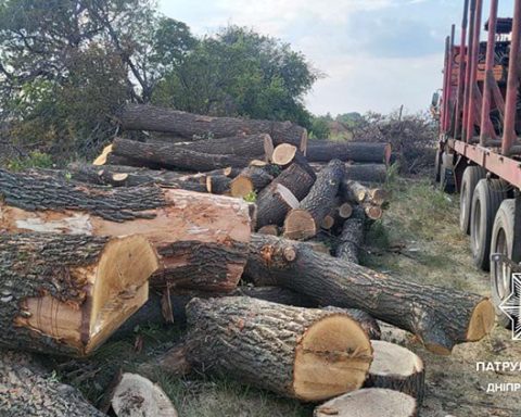 Незаконно вирубані дерева