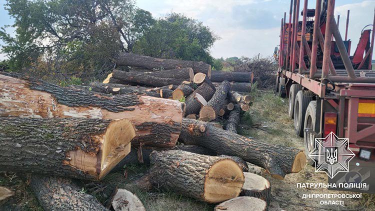 Незаконно вирубані дерева