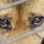 Жорстоке поводження з собакою