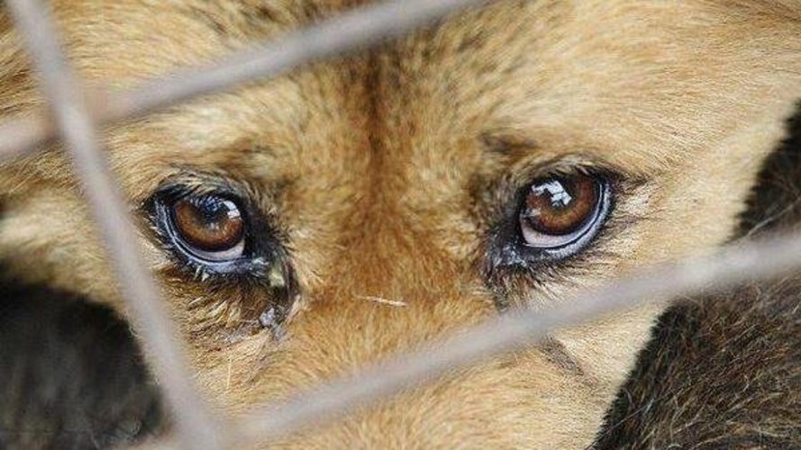 Жорстоке поводження з собакою