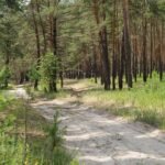 Самарівський ліс