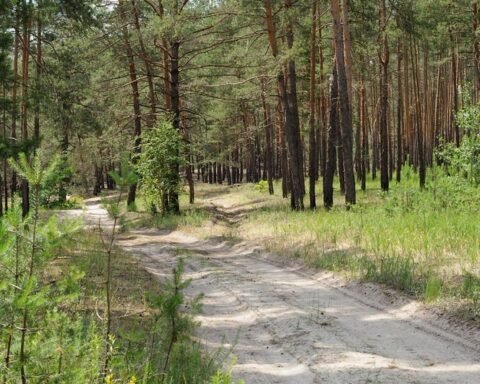 Самарівський ліс