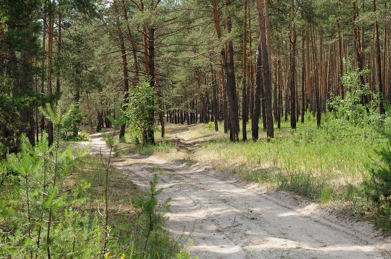 Самарівський ліс