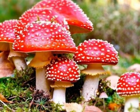 Отруйні гриби