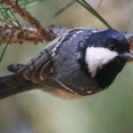 У Дніпрі помітили рідкісну чорну синицю — пташку з хижими звичками