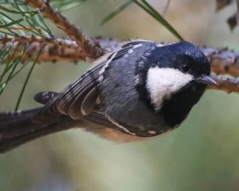 У Дніпрі помітили рідкісну чорну синицю — пташку з хижими звичками