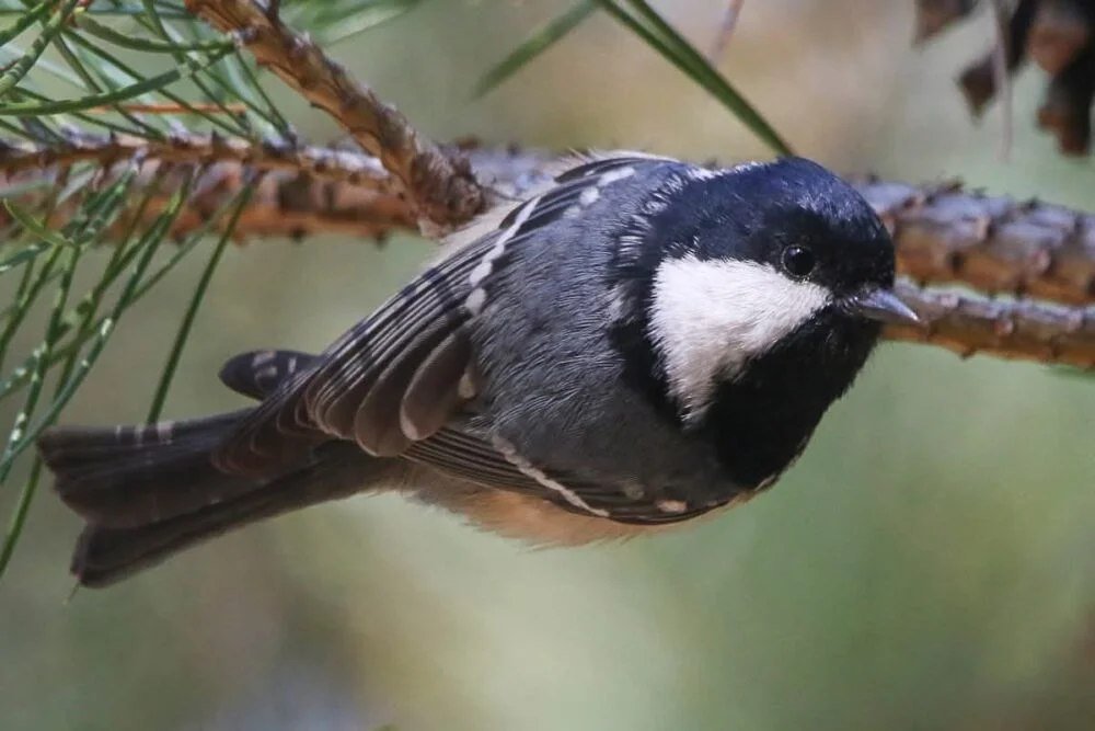 У Дніпрі помітили рідкісну чорну синицю — пташку з хижими звичками