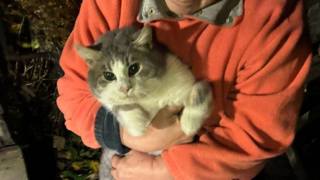 На Дніпропетровщині рятувальники дістали кота з 9-метрового колодязя