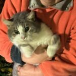 На Дніпропетровщині рятувальники дістали кота з 9-метрового колодязя