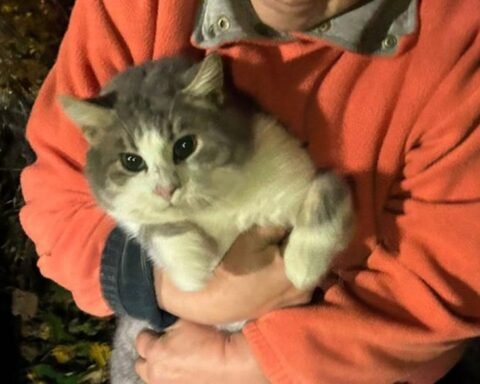 На Дніпропетровщині рятувальники дістали кота з 9-метрового колодязя