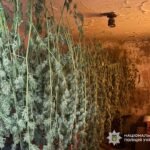 У Кам’янському районі викрили домашню наркоферму з коноплями майже на 2 мільйони гривень