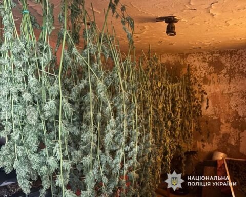 У Кам’янському районі викрили домашню наркоферму з коноплями майже на 2 мільйони гривень