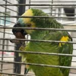 У Дніпрі після ракетного удару врятували папугу, яка 20 років була талісманом СТО