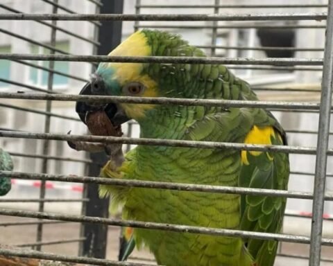 У Дніпрі після ракетного удару врятували папугу, яка 20 років була талісманом СТО