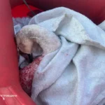 У Кам’янському рятувальники звільнили лебедя з крижаної пастки