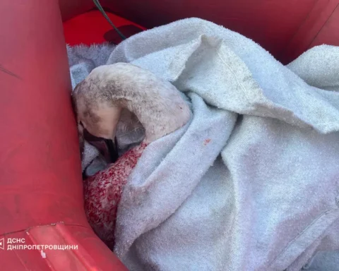 У Кам’янському рятувальники звільнили лебедя з крижаної пастки
