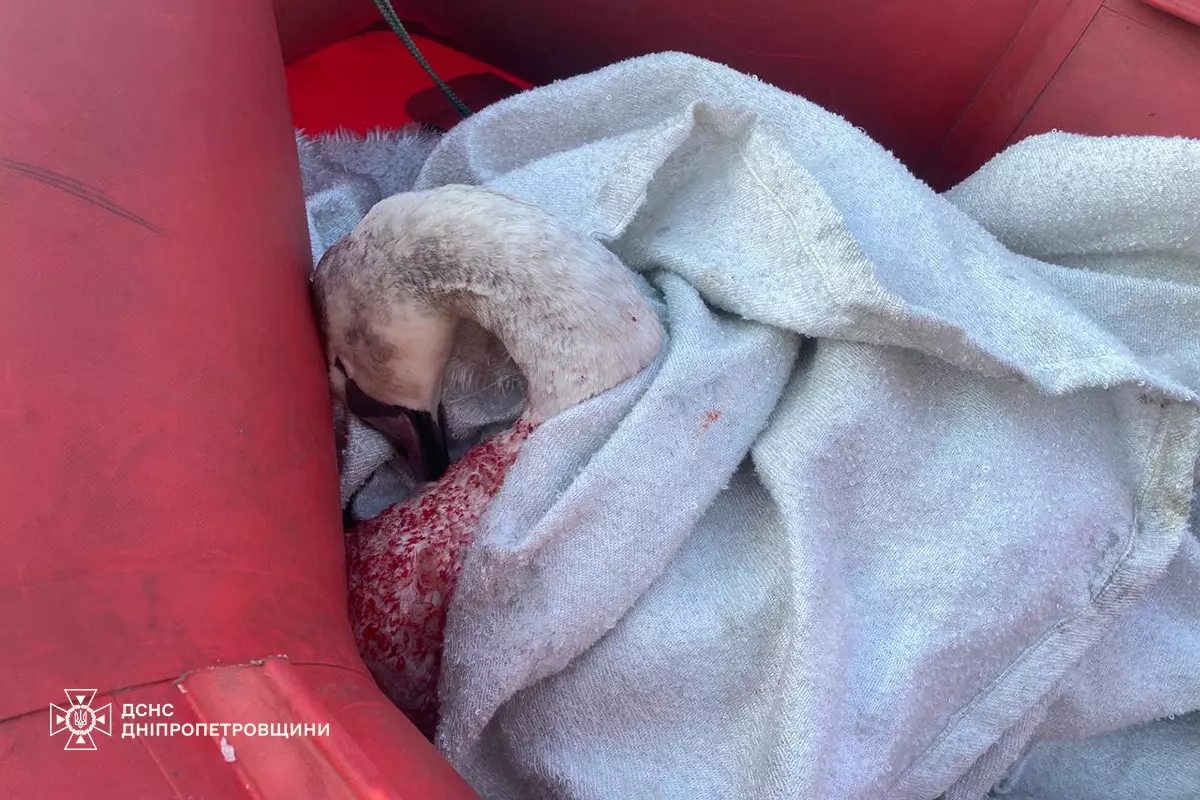 У Кам’янському рятувальники звільнили лебедя з крижаної пастки